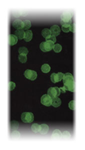 Fluorescent image of biotinylated red blood cells